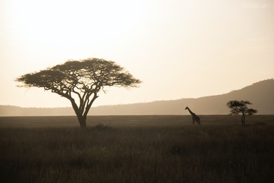 长颈鹿走向绿树